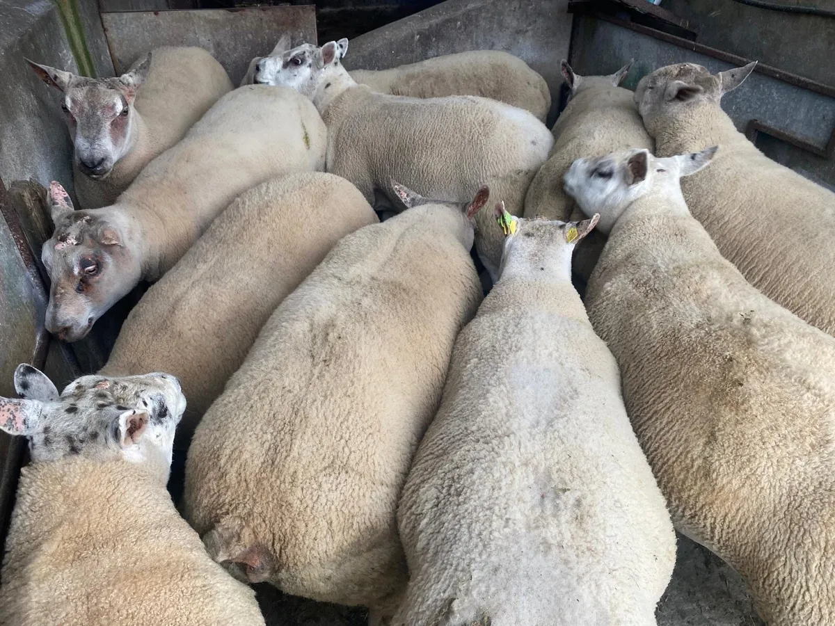Beltex Hybrid Hogget Rams - Image 3