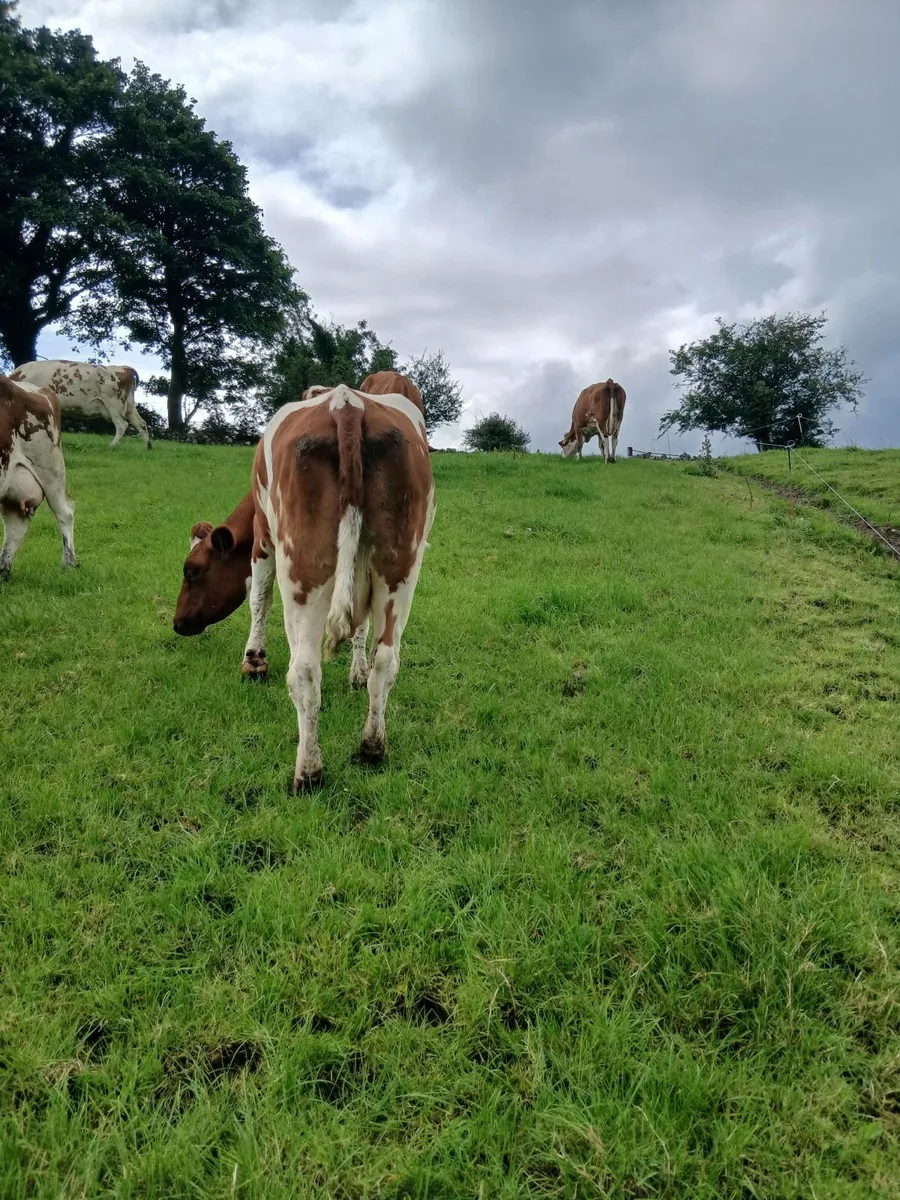 Livestock - Image 1