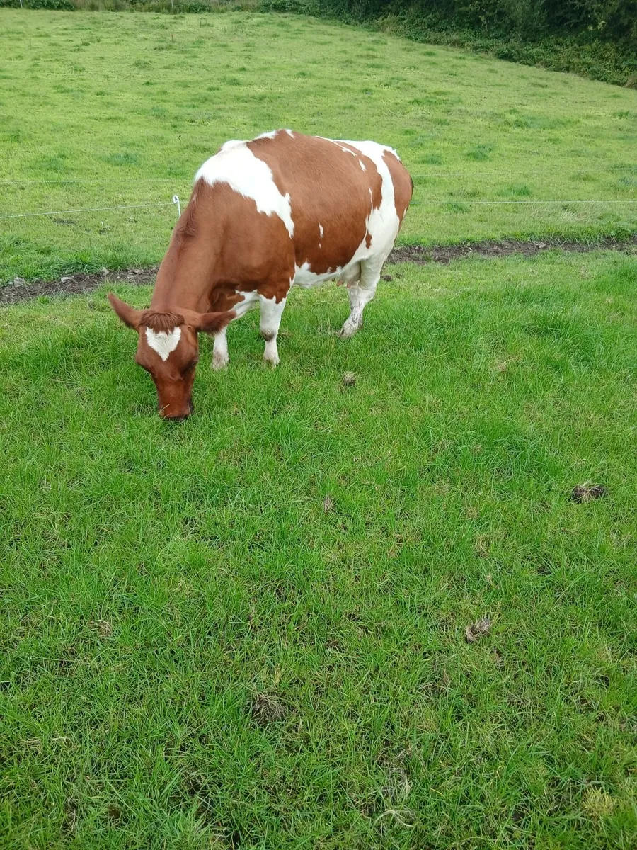 Livestock - Image 2
