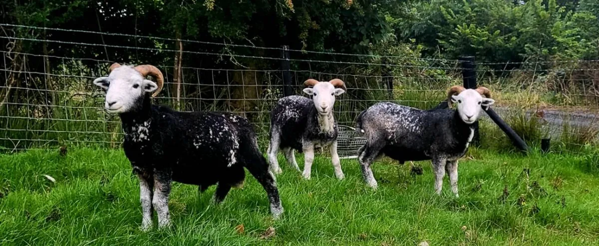 Herdwick hogget rams - Image 2