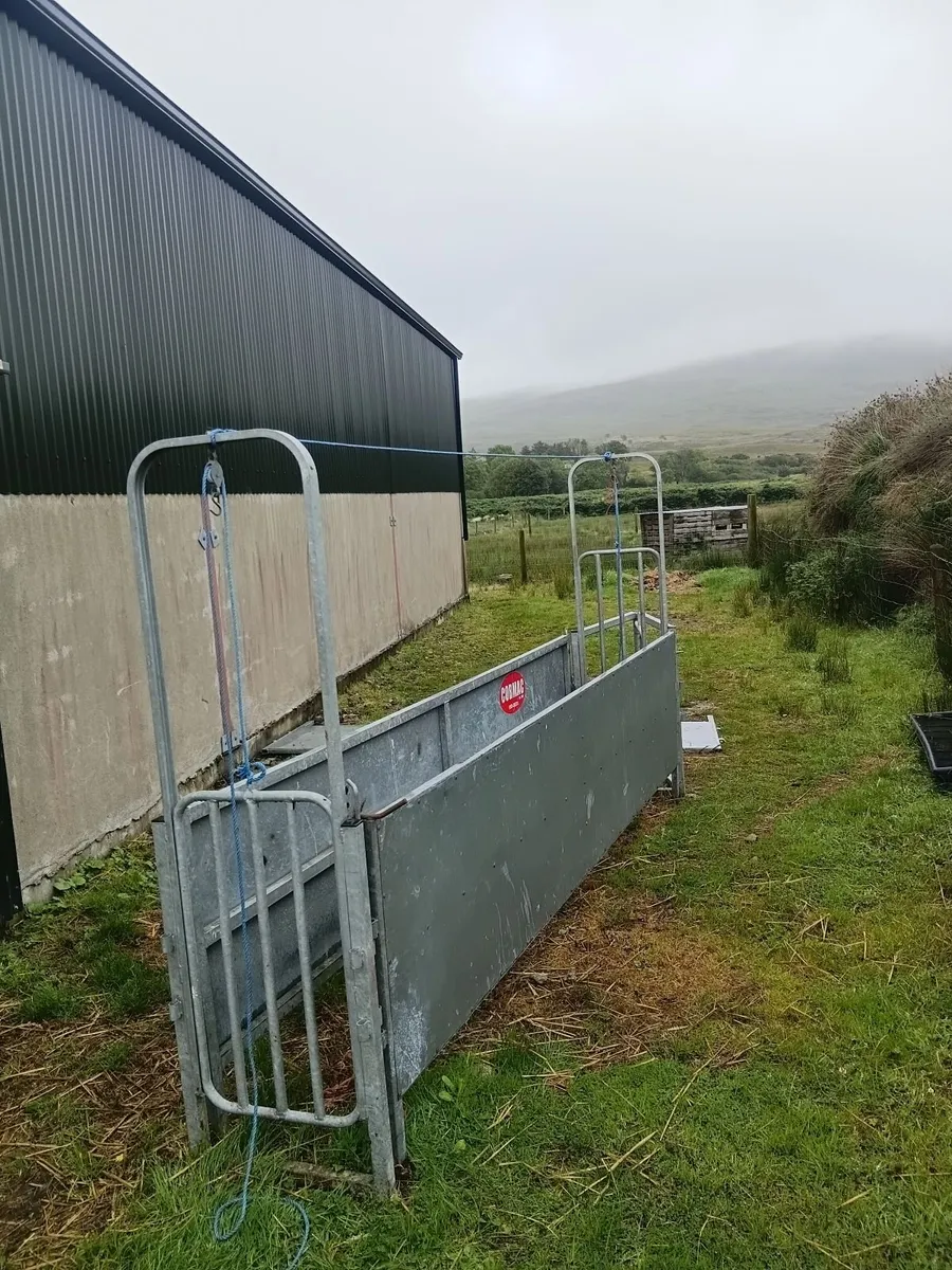 Sheep race - Image 2