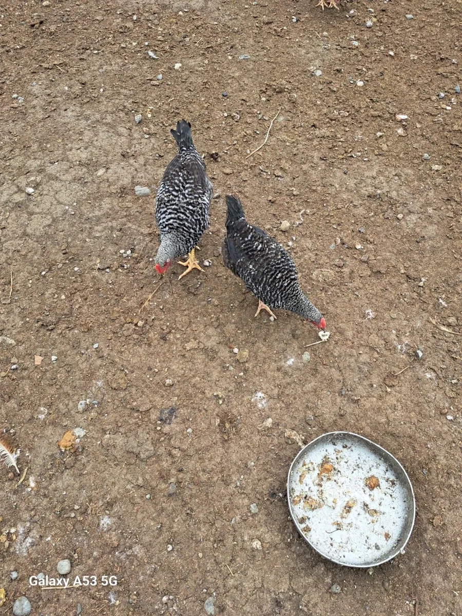 Poultry - Image 3