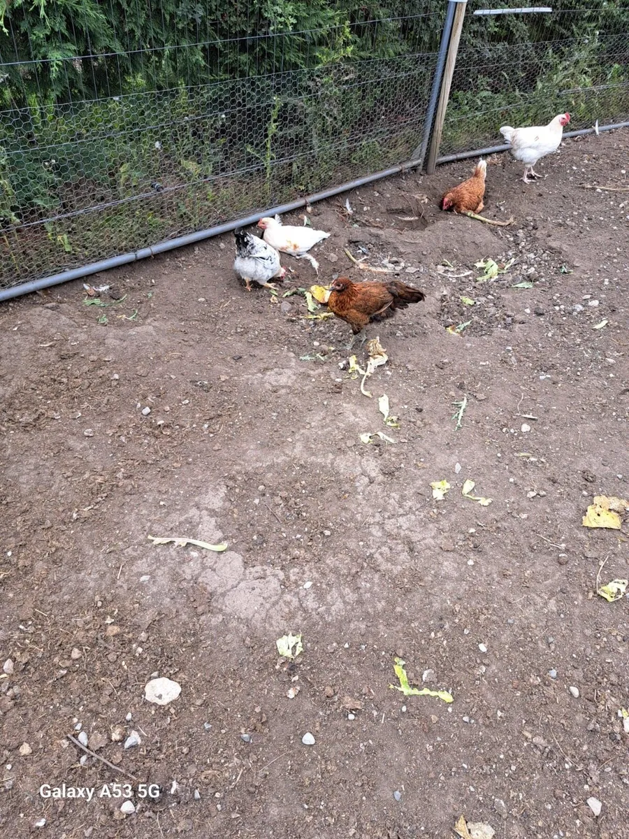 Poultry - Image 1