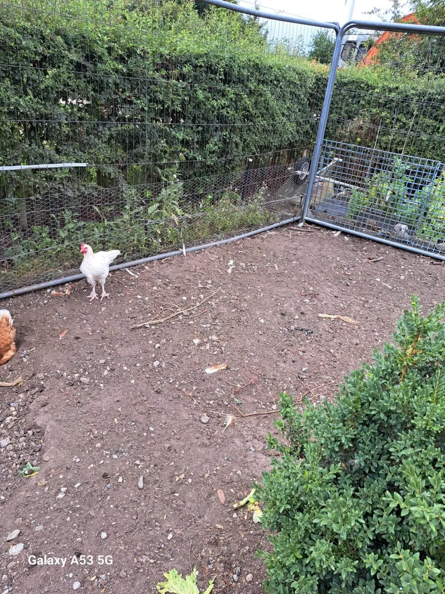 Poultry - Image 2