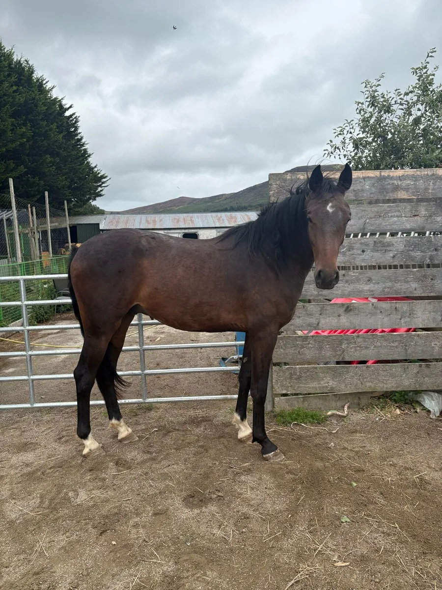 2 year old gelding - Image 2
