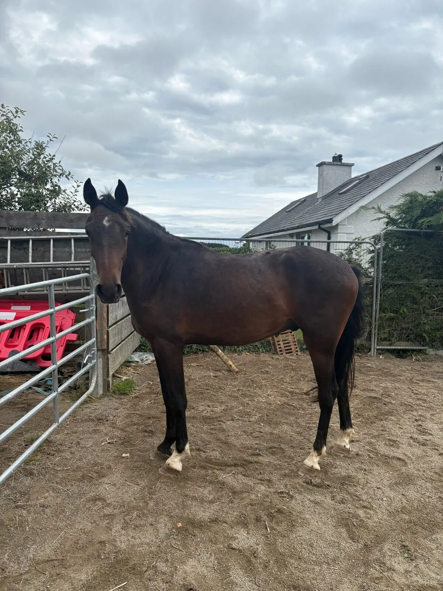 2 year old gelding - Image 1