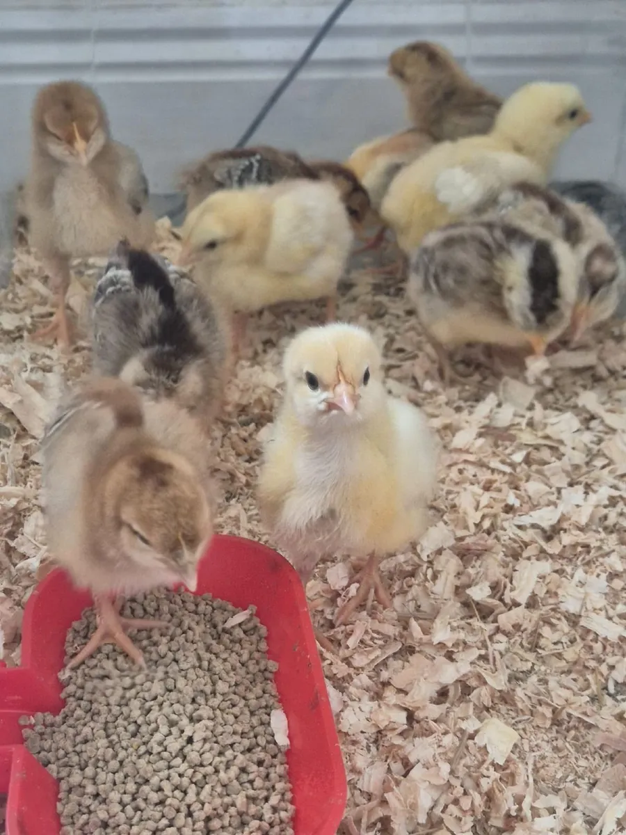Week old chicks (Rainbow egger)