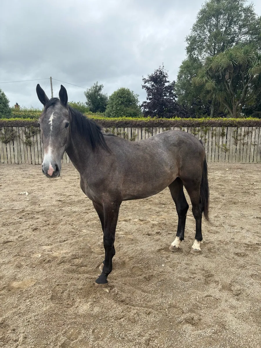 2 year old filly - Image 1