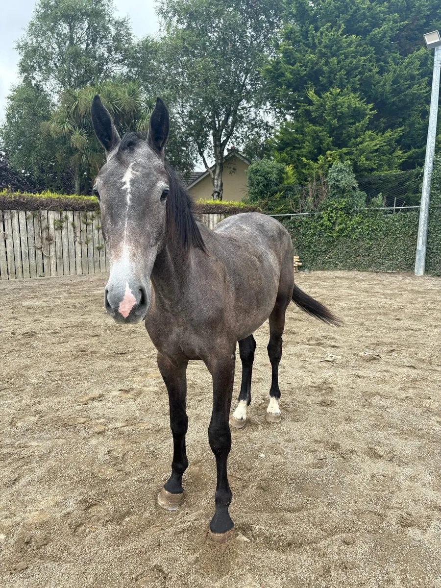 2 year old filly - Image 2