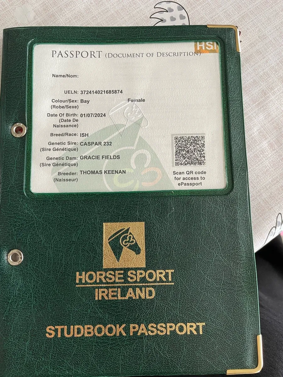 2 year old filly - Image 3