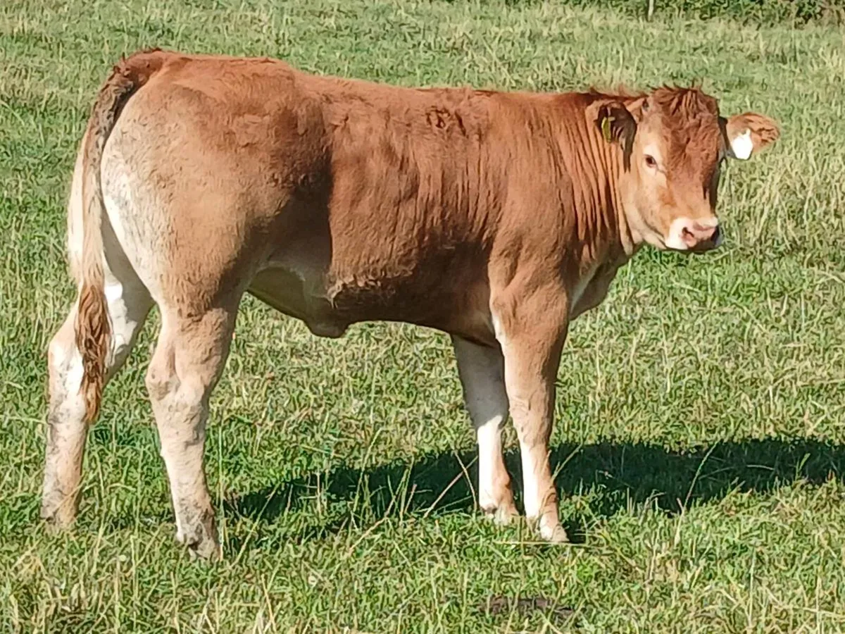 5 wealing heifers for ennis mart tue 11th - Image 1