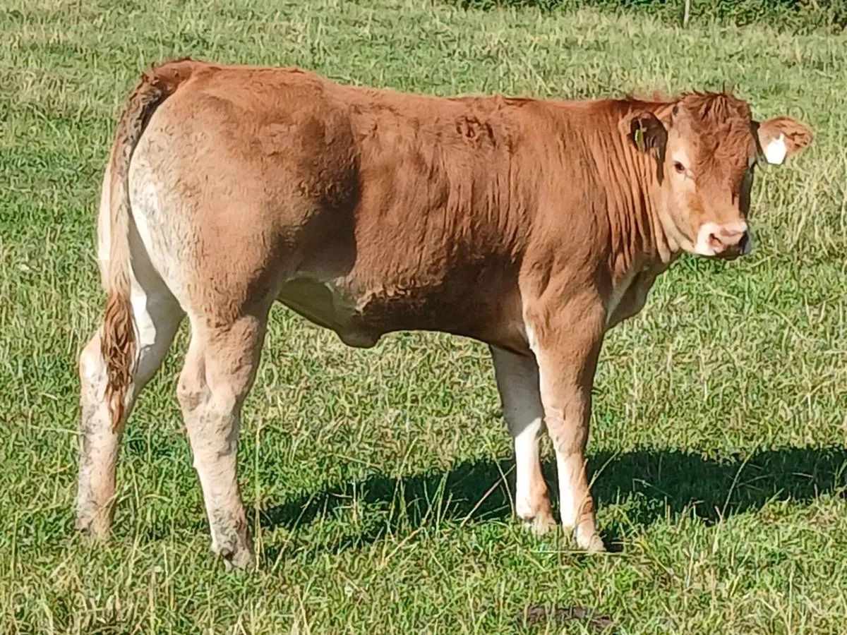 5 wealing heifers for ennis mart tue 11th - Image 2