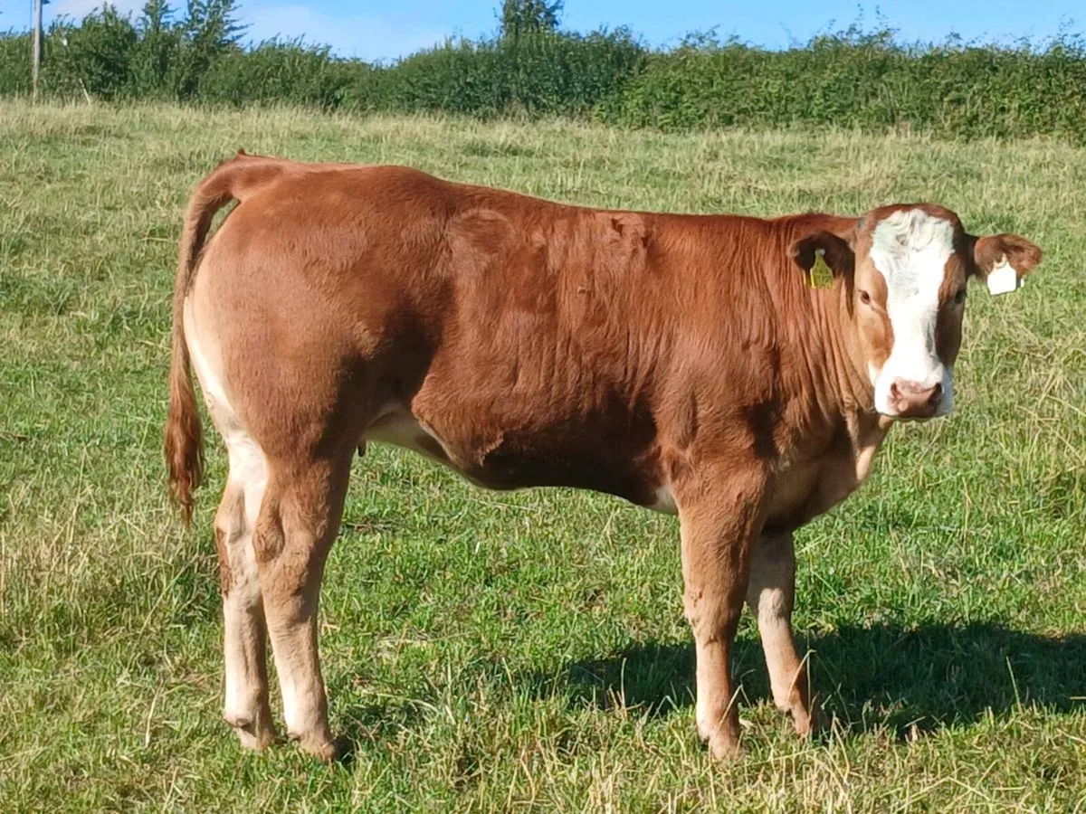5 wealing heifers for ennis mart tue 11th - Image 3