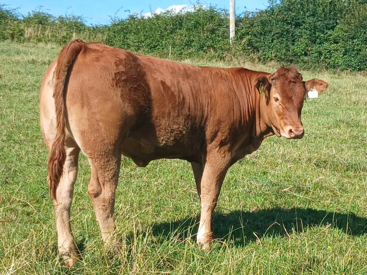 5 wealing heifers for ennis mart tue 11th - Image 4