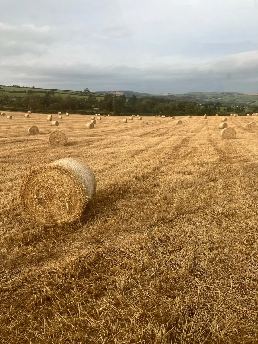 Golden Spring Barley Straw - Image 2