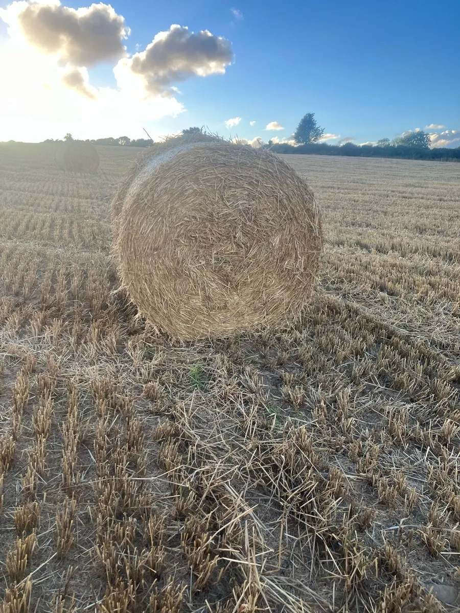 Golden Spring Barley Straw - Image 3
