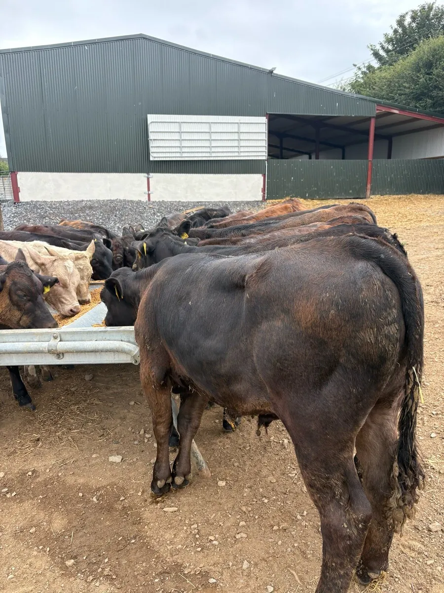 18 super 180kg continental bull Weanlings 🔥 - Image 2