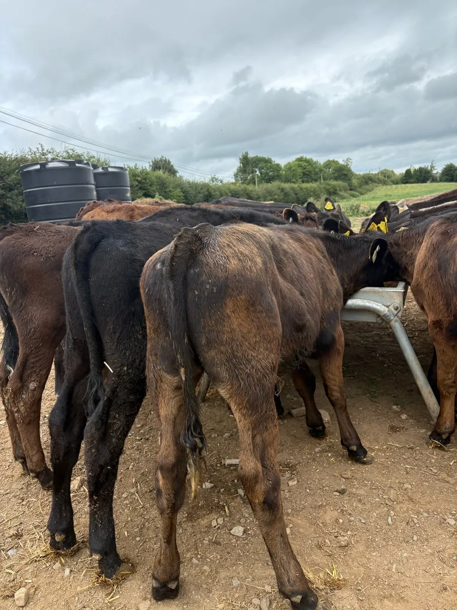 18 super 180kg continental bull Weanlings 🔥 - Image 3