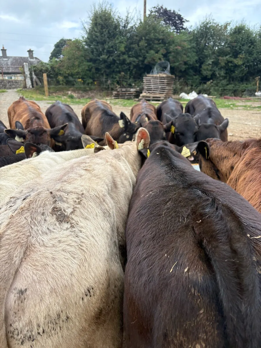 18 super 180kg continental bull Weanlings 🔥 - Image 4