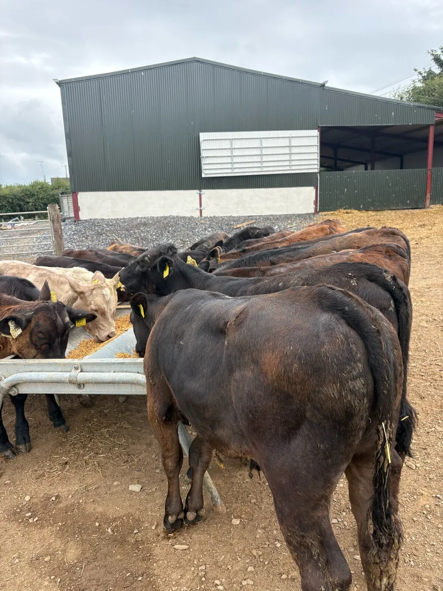 18 super 180kg continental bull Weanlings 🔥 - Image 1
