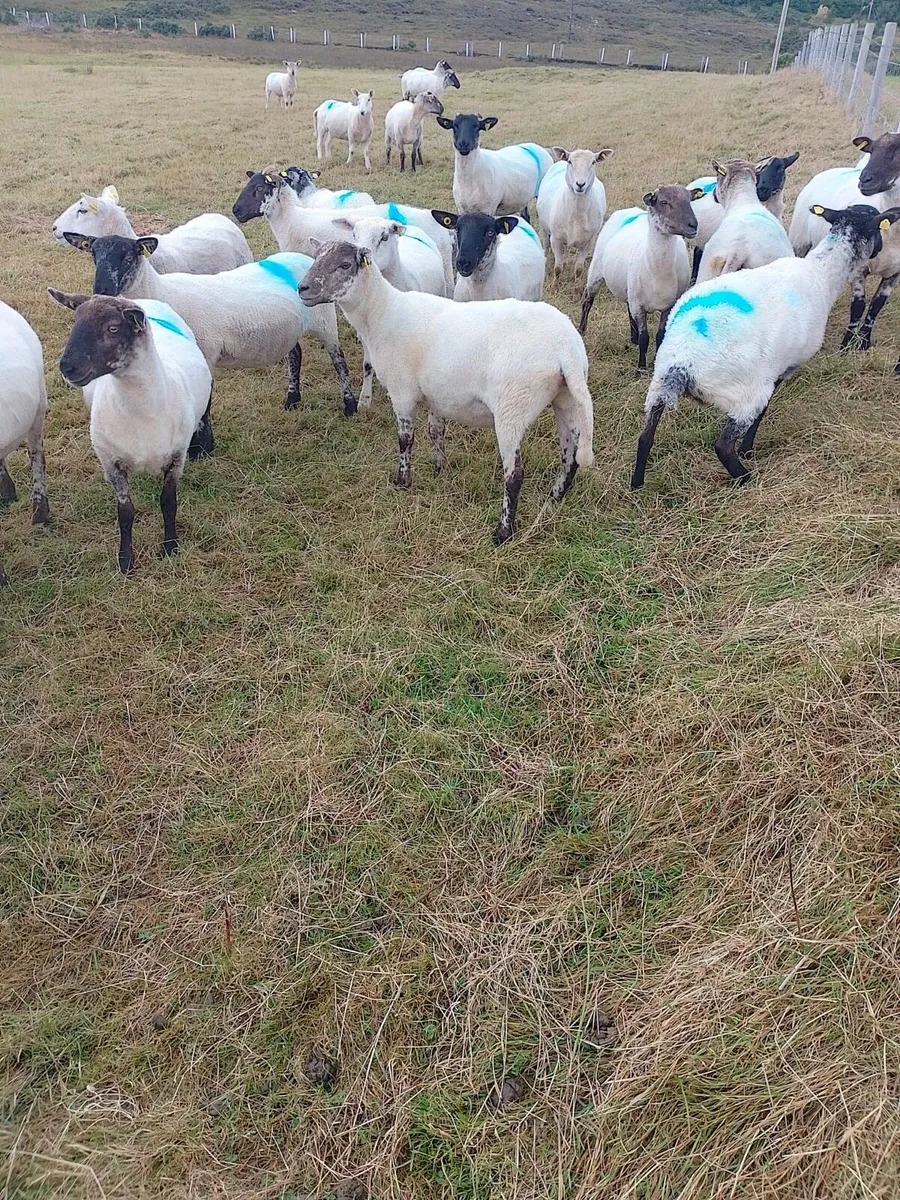Cross breed hoggets - Image 2
