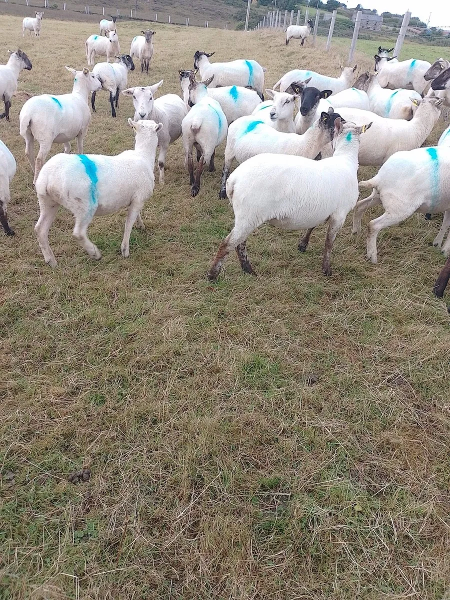 Cross breed hoggets - Image 3