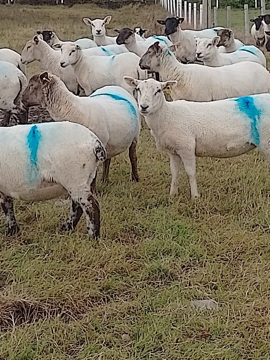 Cross breed hoggets - Image 4