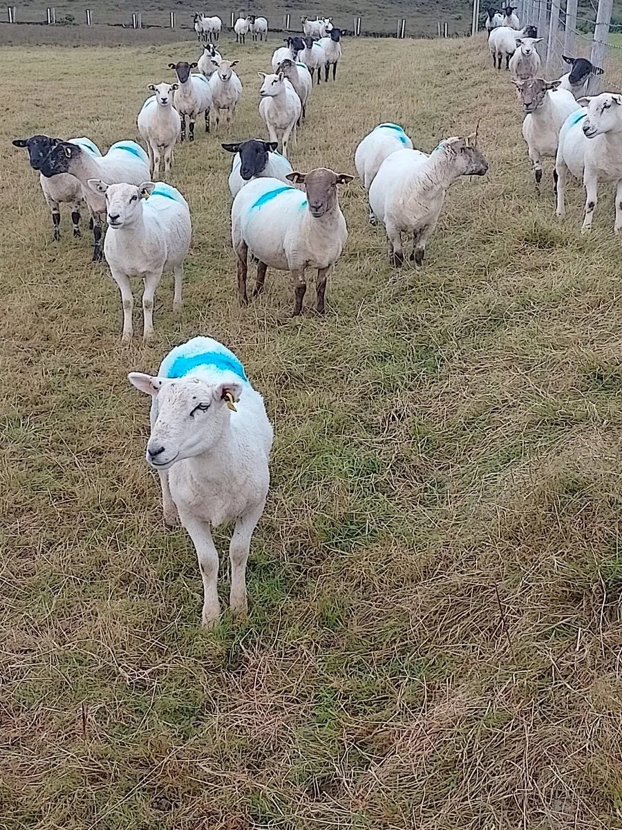 Cross breed hoggets - Image 1
