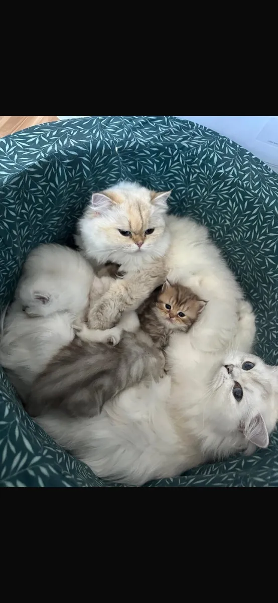 🐾 British Longhair Kittens - Image 2