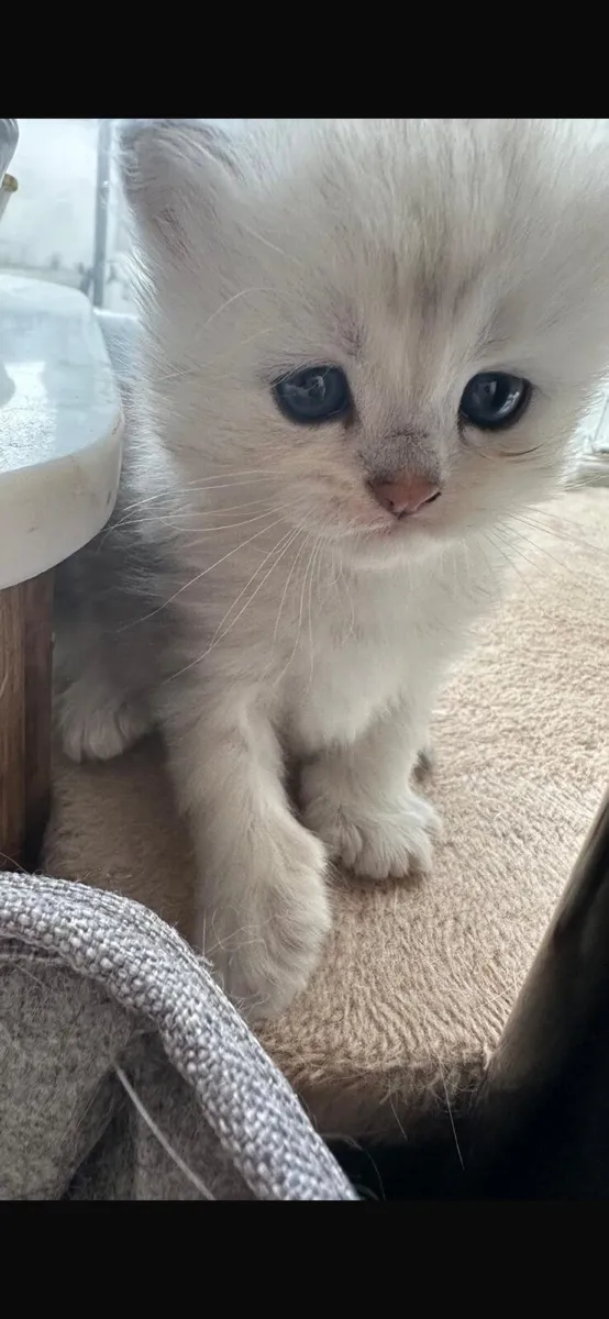 🐾 British Longhair Kittens - Image 3