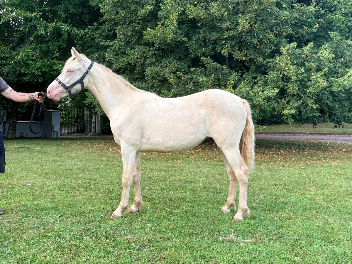 FOR SALE: Millicent Dawn — By Cashelbay Rocket - Image 1