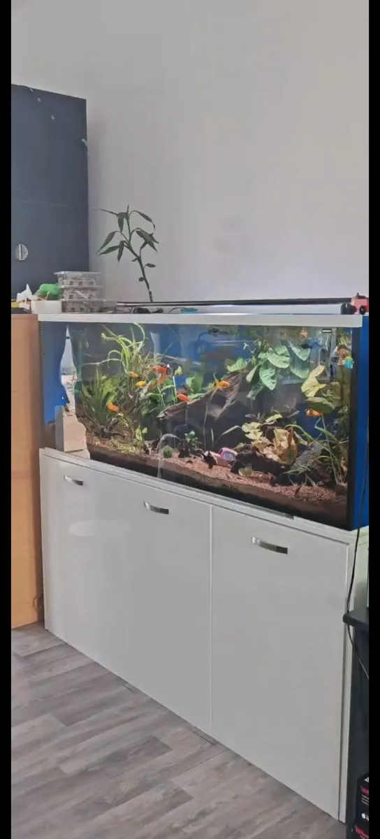 Fish tank - Image 2