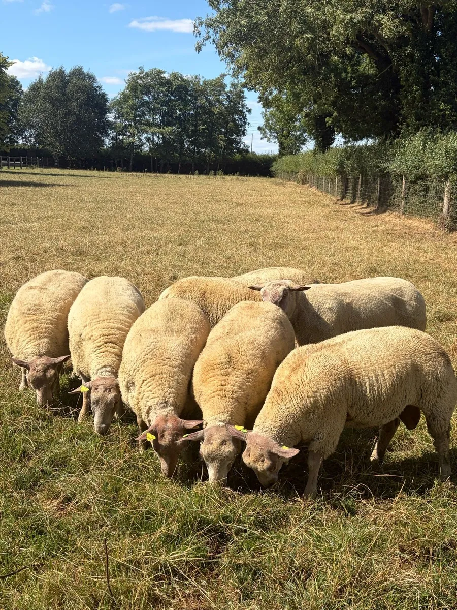 Pedigree Charollais Rams Lambs For Sale - Image 1