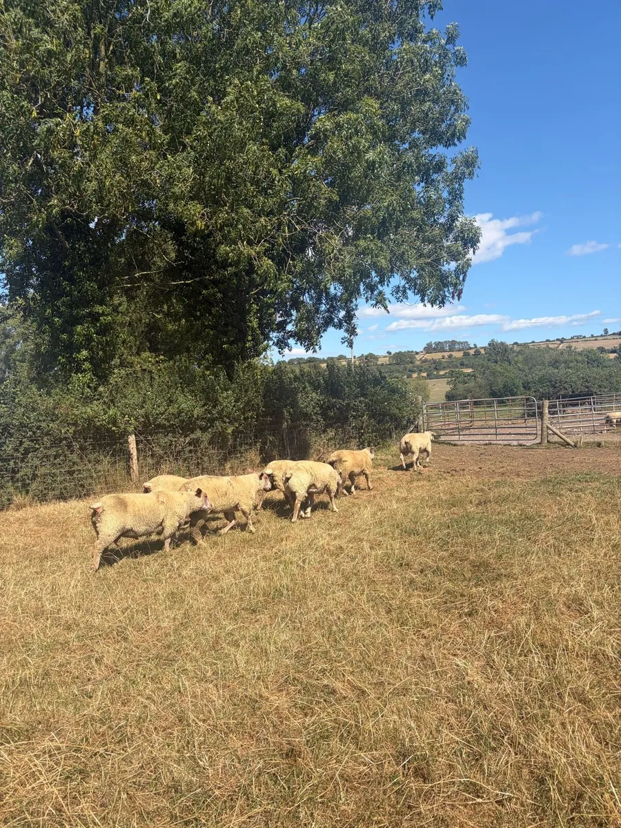 Pedigree Charollais Rams Lambs For Sale - Image 3