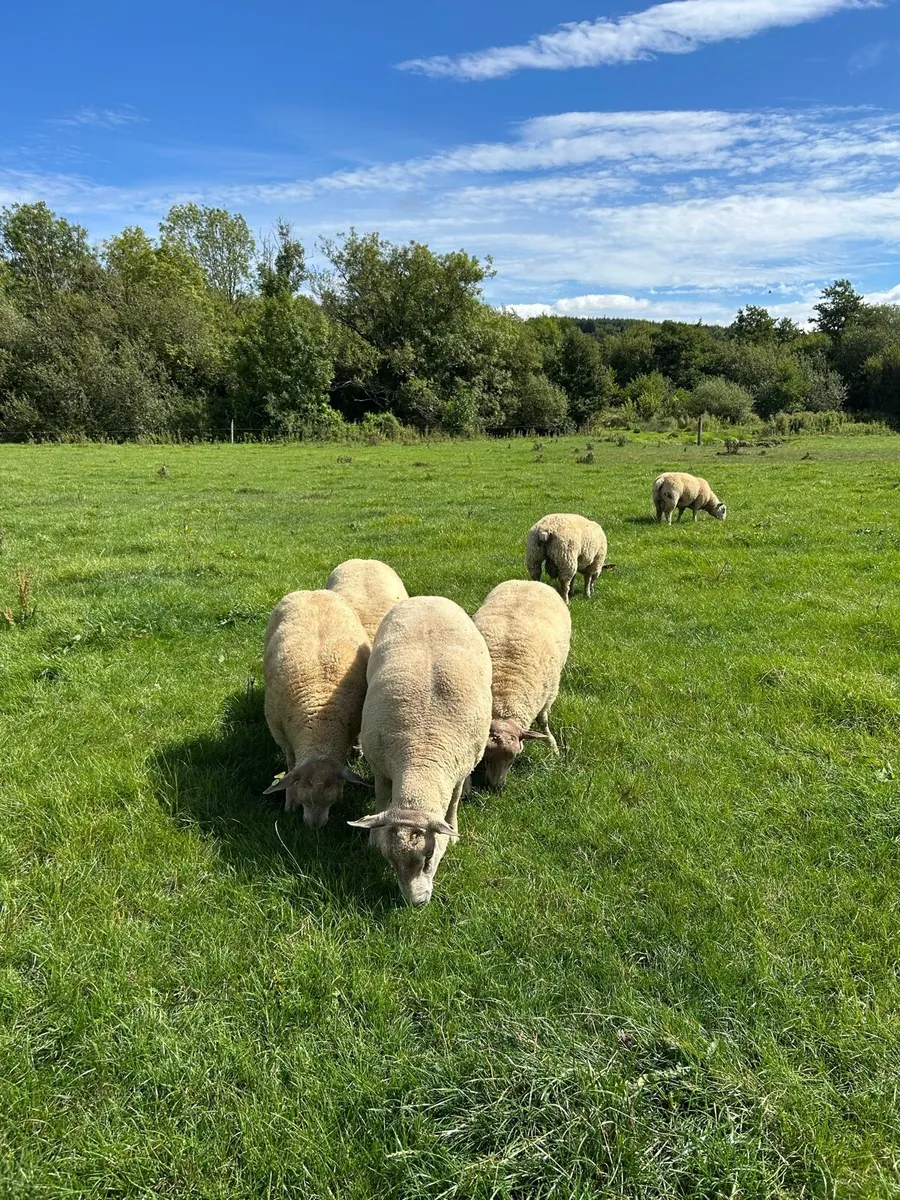 Pedigree Charollais Rams Lambs For Sale - Image 4
