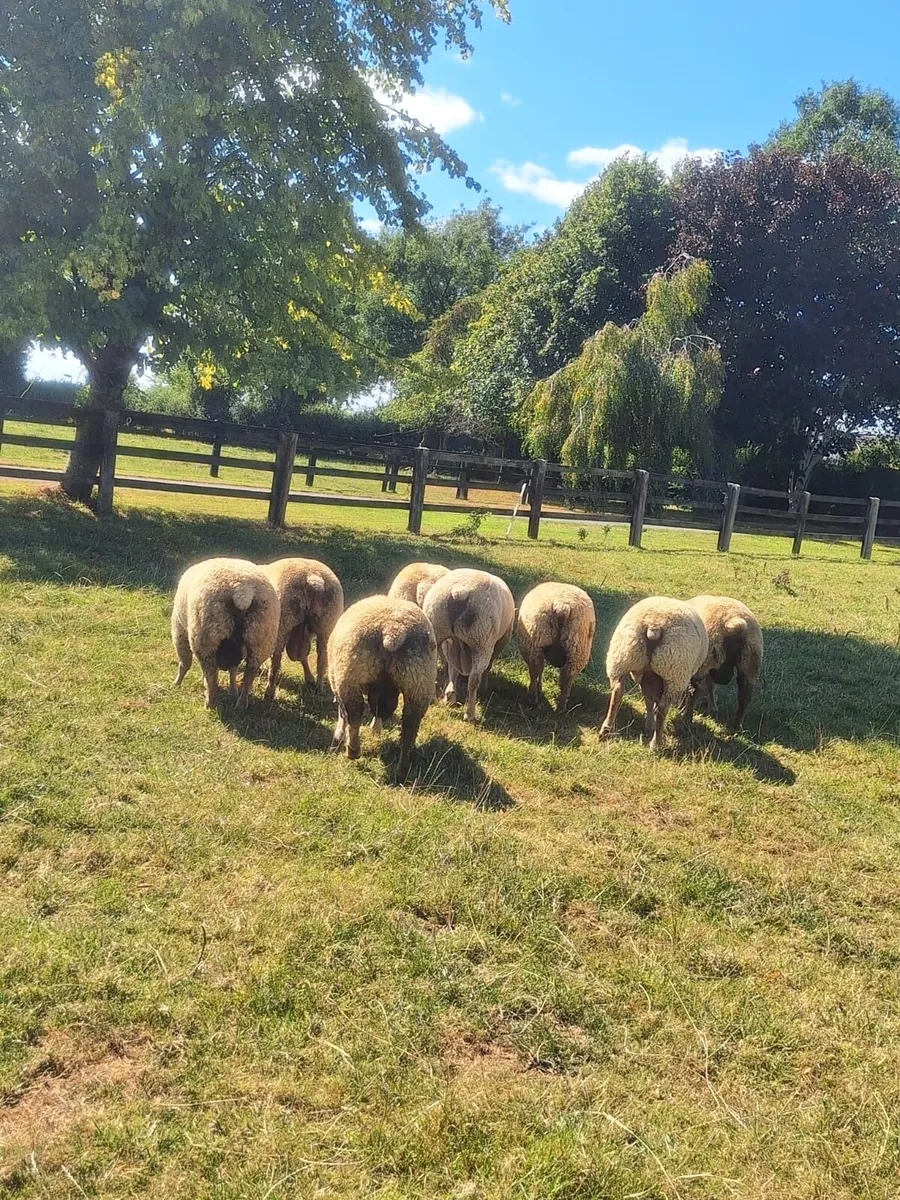 Pedigree Charollais Rams Lambs For Sale - Image 2