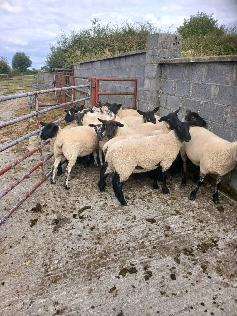 Suffox and milford Hoggets - Image 1