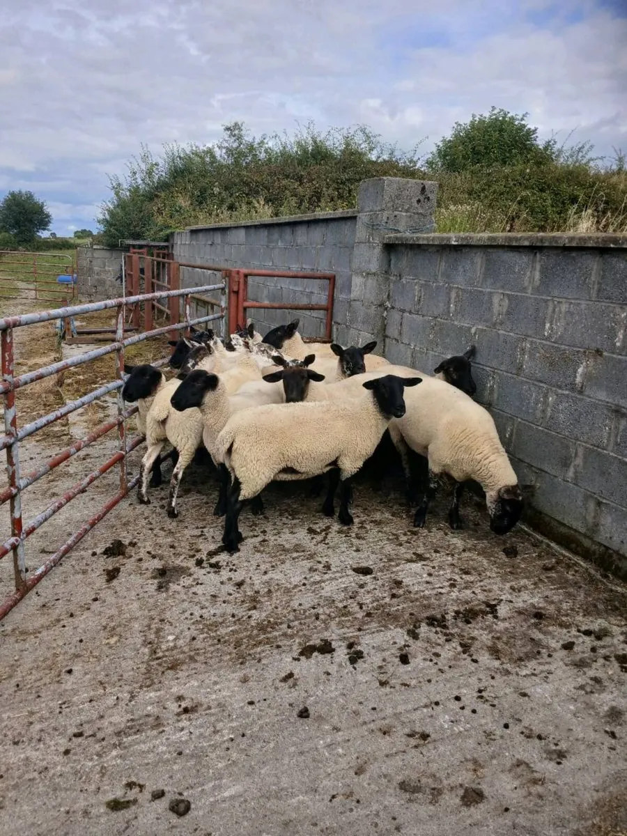 Suffox and milford Hoggets - Image 2