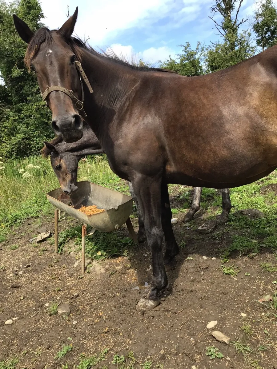 Mare & Foal FOR SALE ****** - Image 2