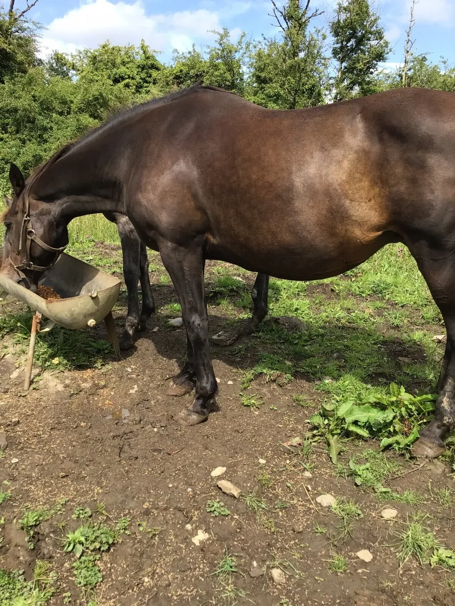 Mare & Foal FOR SALE ****** - Image 3