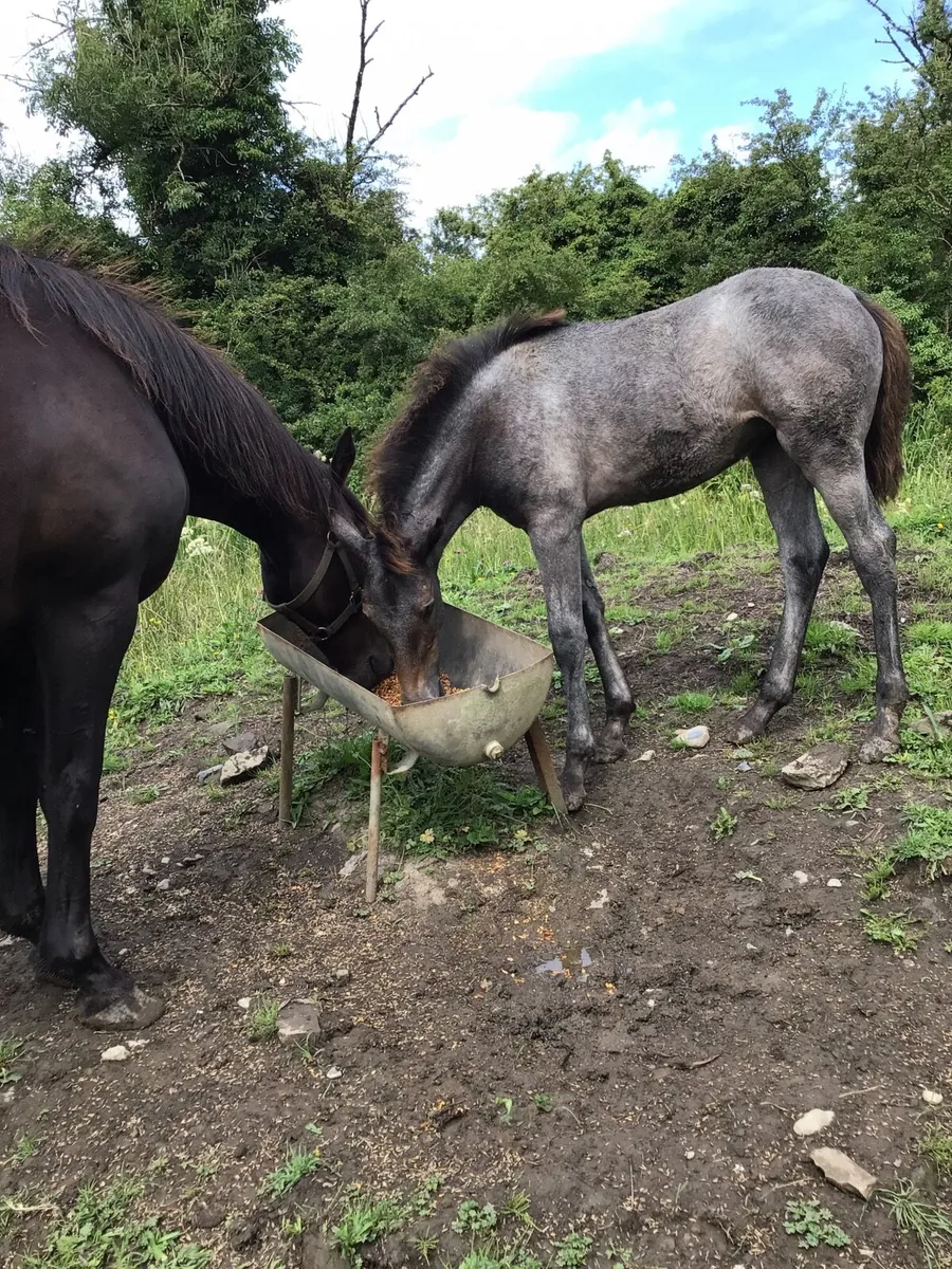 Mare & Foal FOR SALE ****** - Image 1