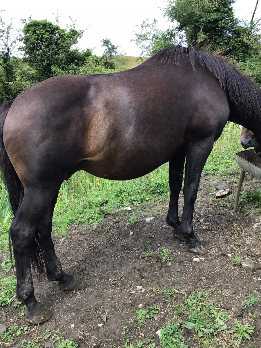 Mare & Foal FOR SALE ****** - Image 4