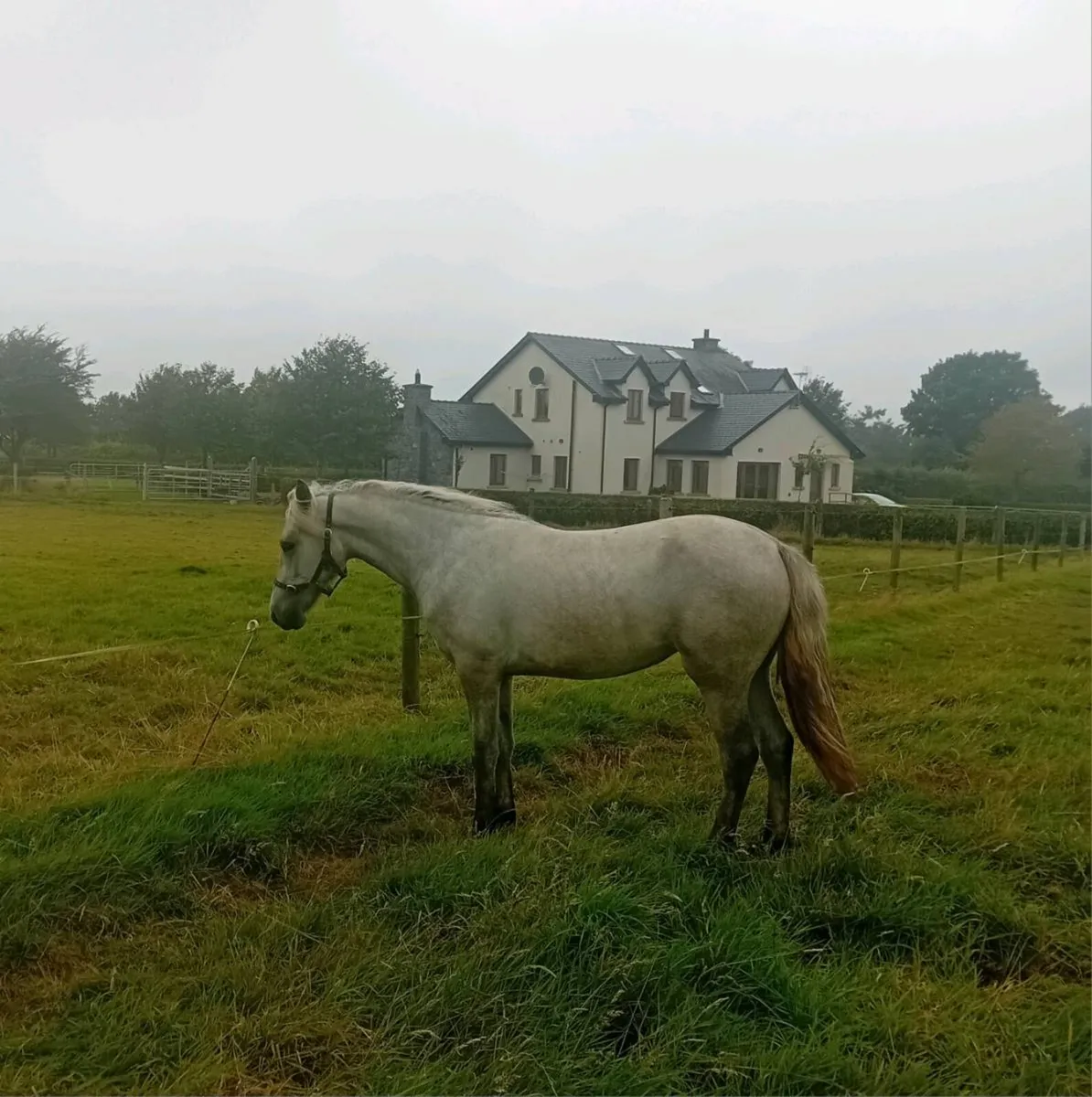 Connemara Yearling filly - Image 3