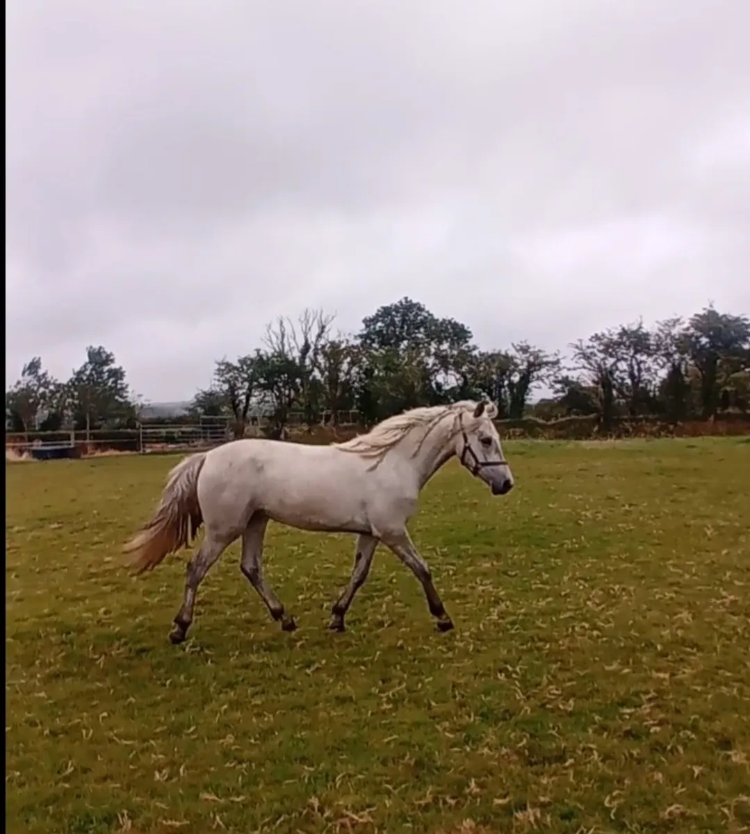 Connemara Yearling filly - Image 2