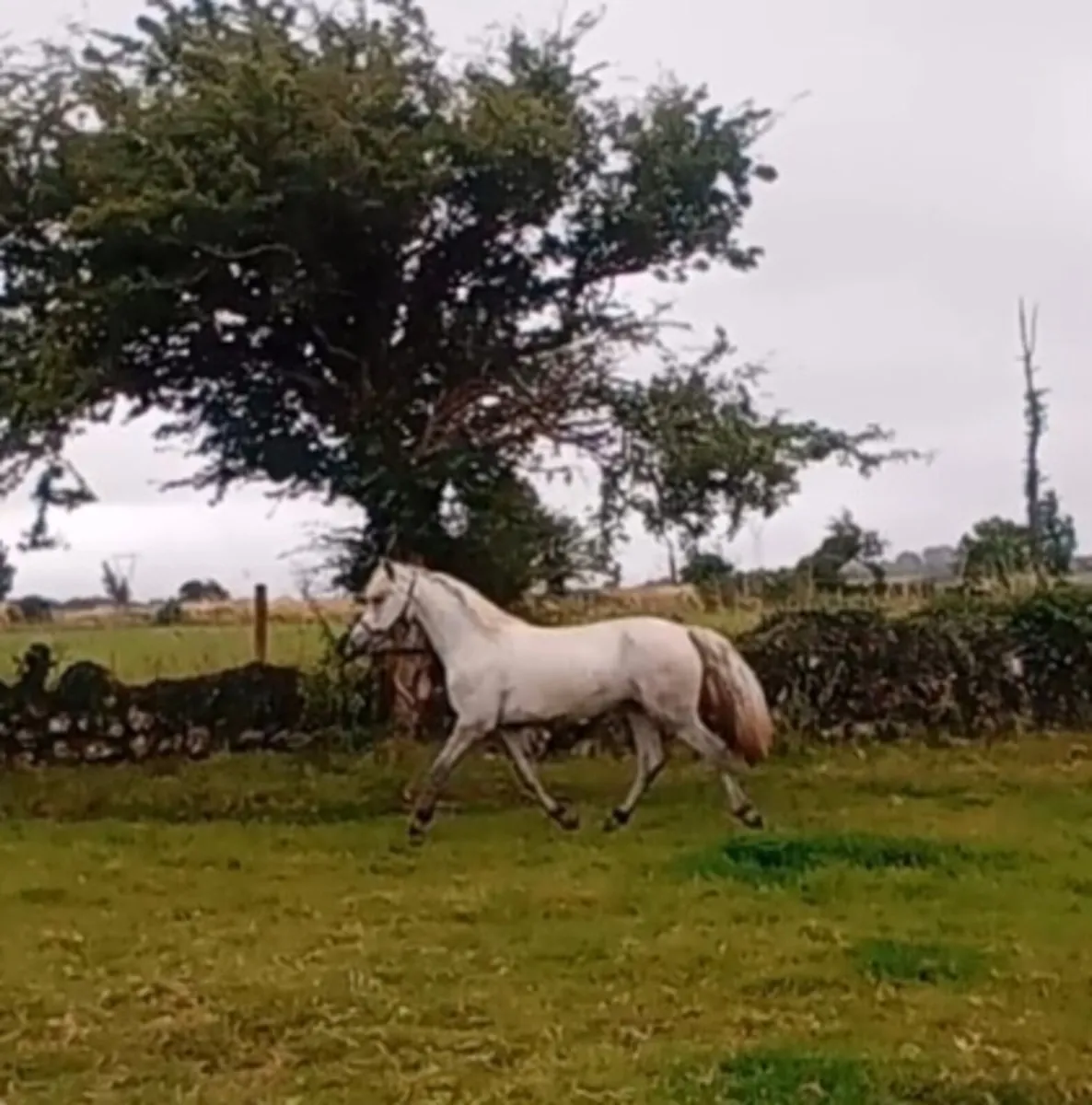 Connemara Yearling filly - Image 1