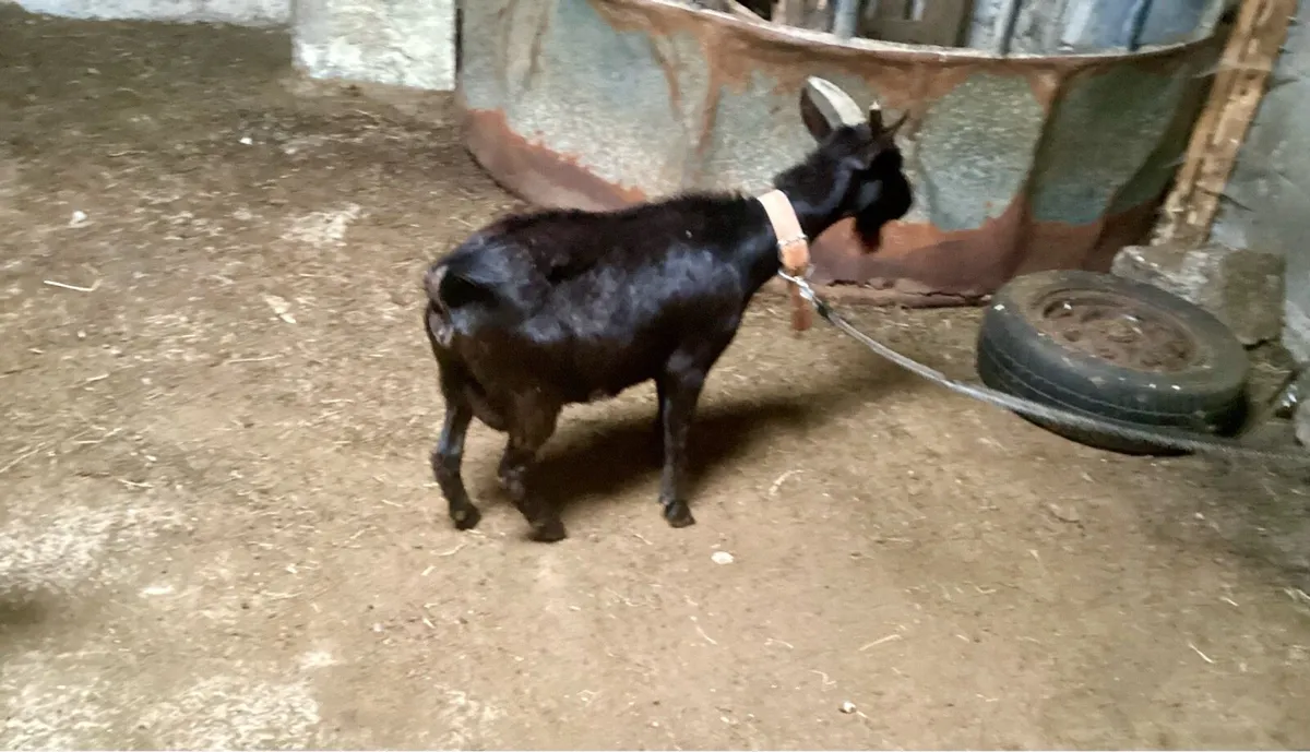 Pygmy goats - Image 2