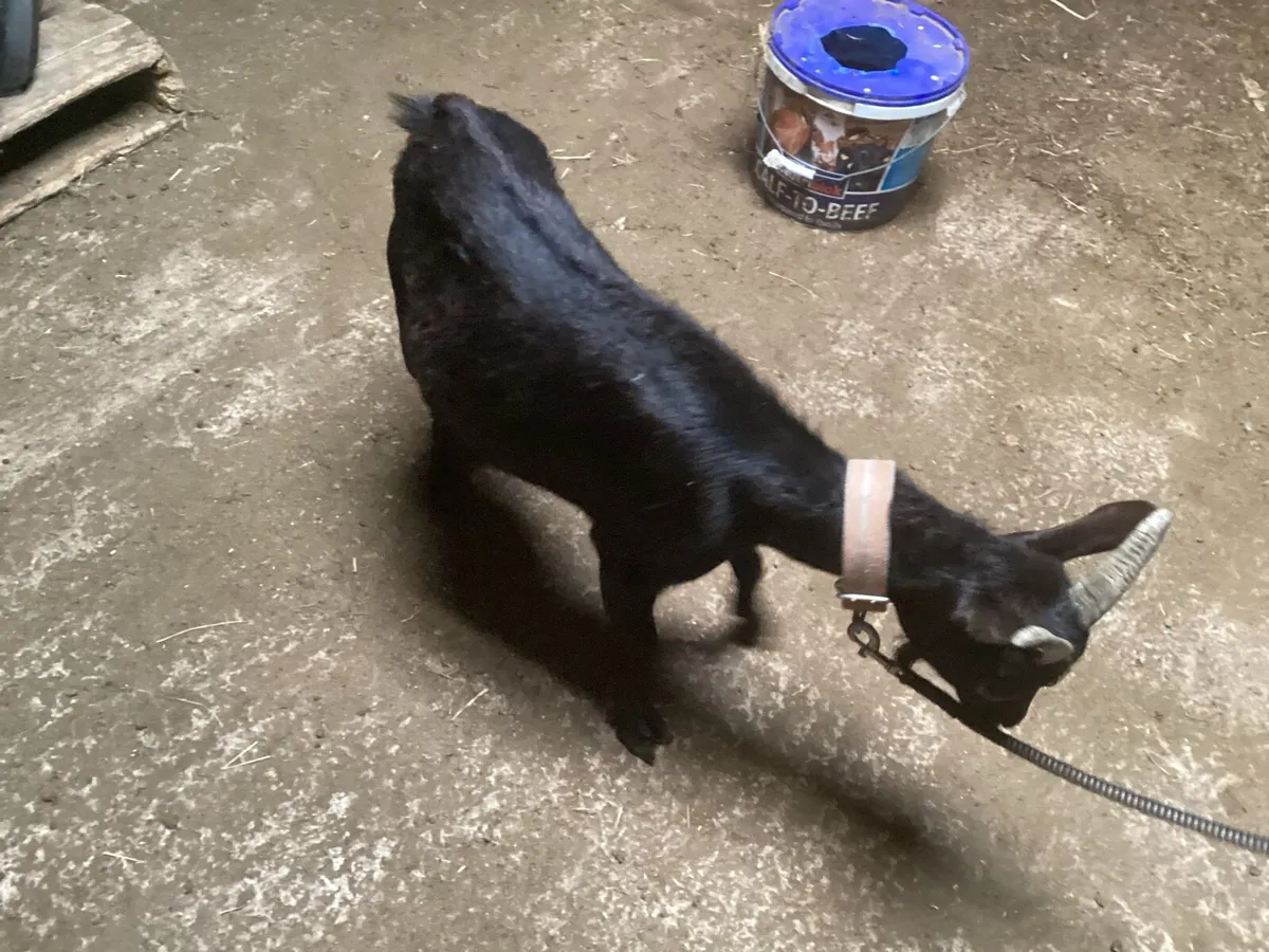 Pygmy goats - Image 3