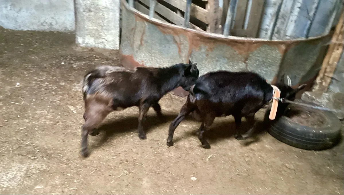 Pygmy goats - Image 1