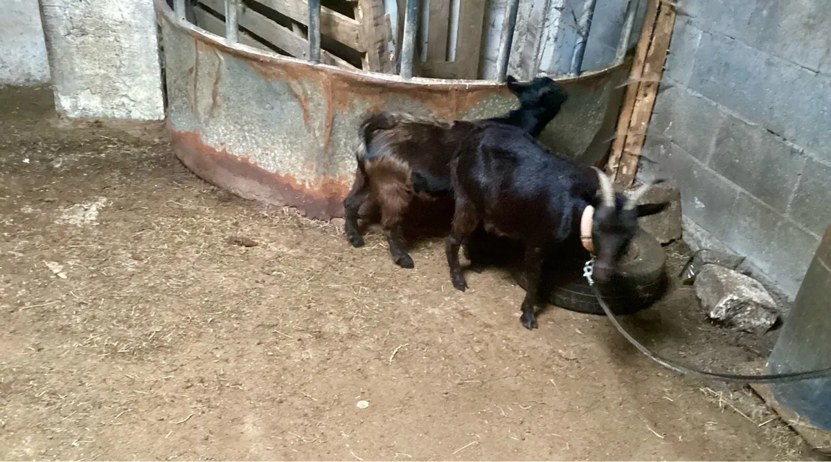 Pygmy goats - Image 4