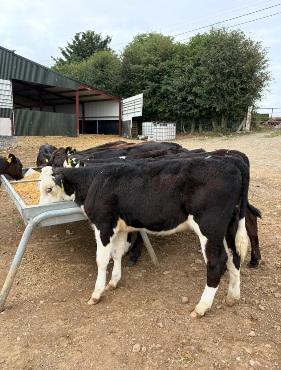 10 smashing 150kg heifer runners - Image 1
